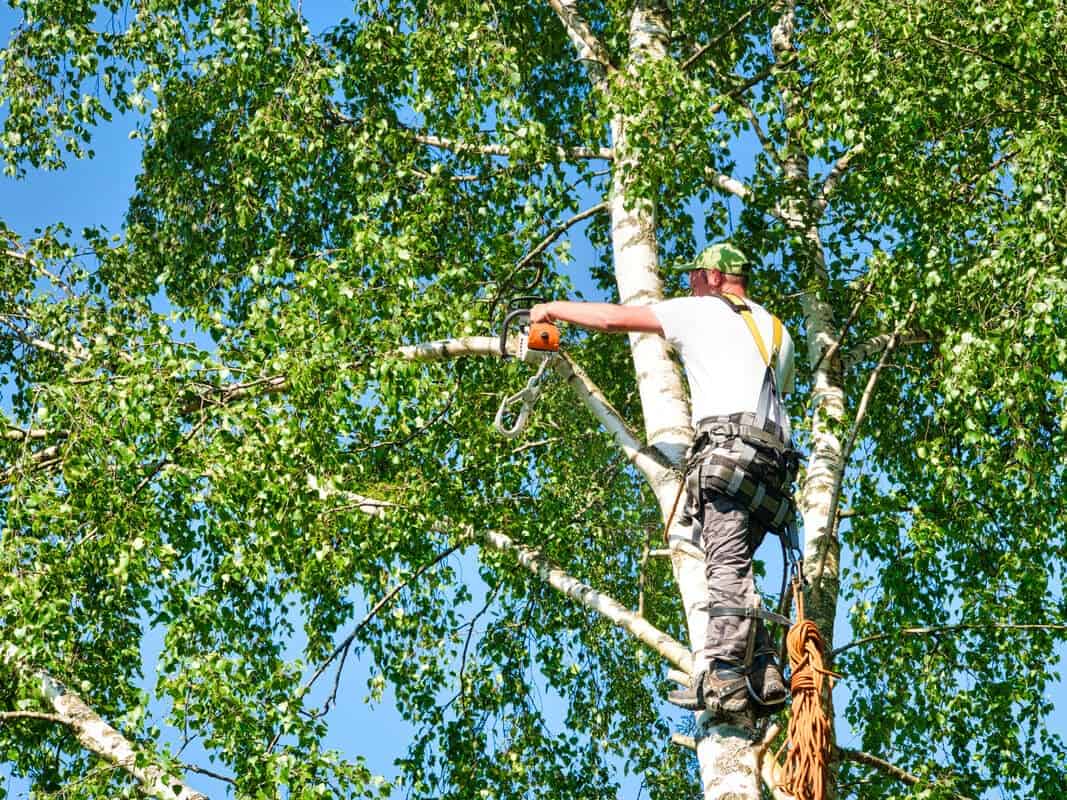 Tree Trimming League City TX